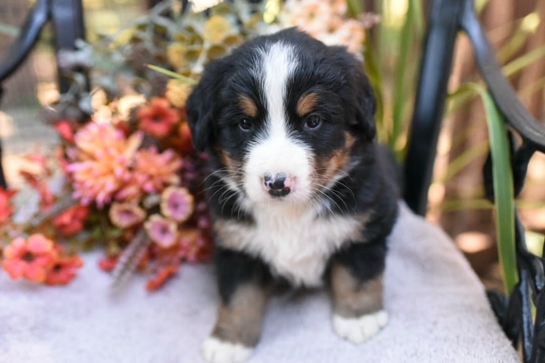 Adam Bernese Mountain Dog puppy