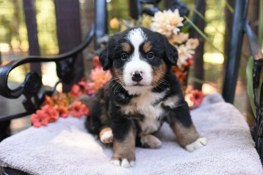George black tri-color male Bernese Mountain Dog puppy for sale