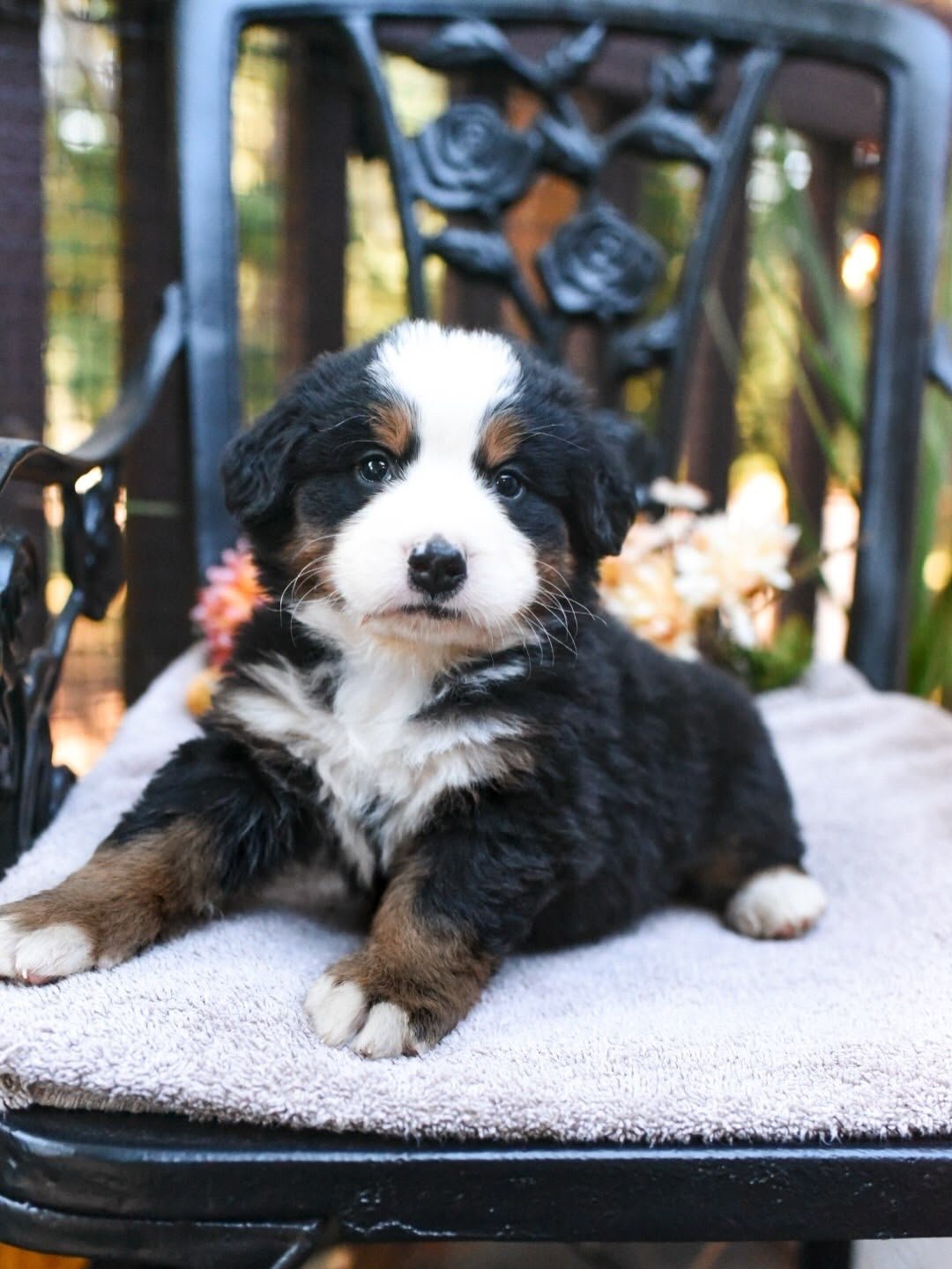 Revere black tri-color male Bernese Mountain Dog puppy for sale