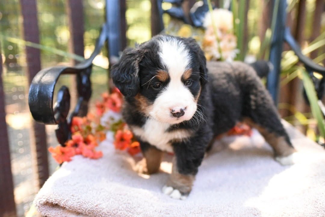 Abigail female black tri-color Bernese Mountain Dog puppy for sale