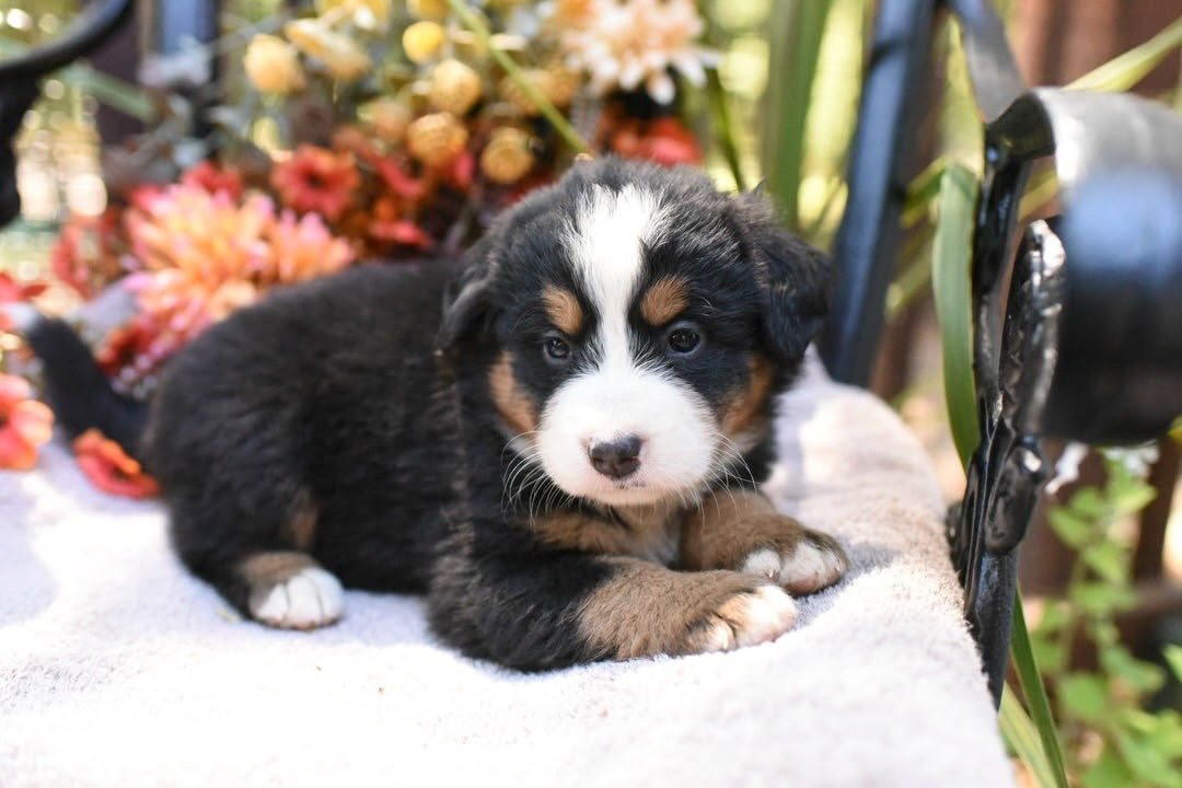 Martha female black tri-color Bernese Mountain Dog puppy for sale