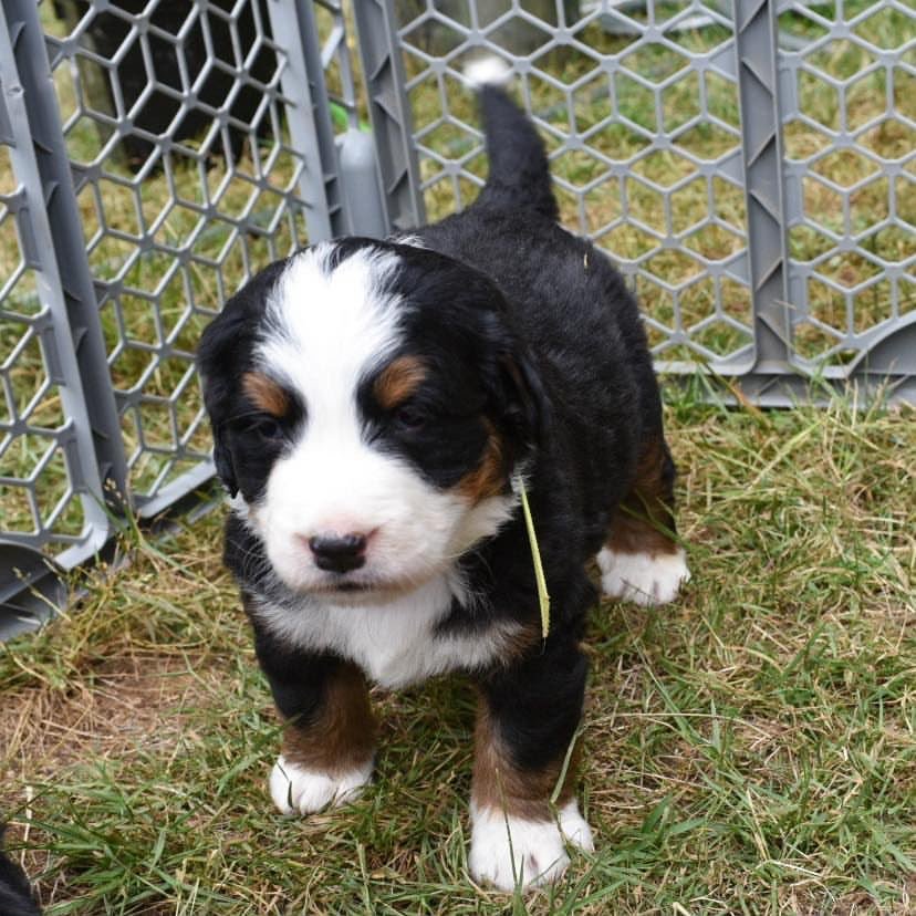 Neon male black tri-color Bernese Mountain Dog puppy for sale