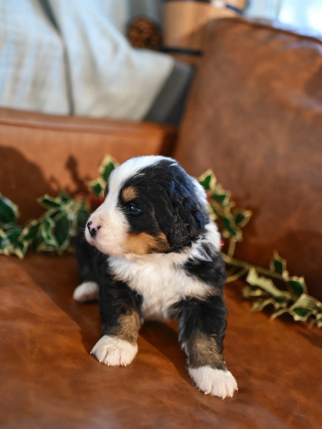 Everglade female black tri-color Bernese Mountain Dog puppy for sale