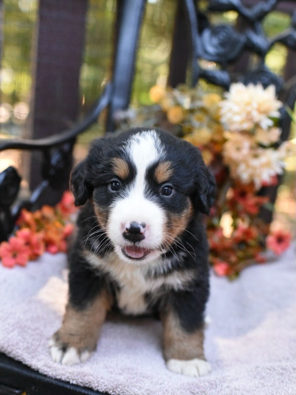 George Bernese Mountain Dog puppy photo 4