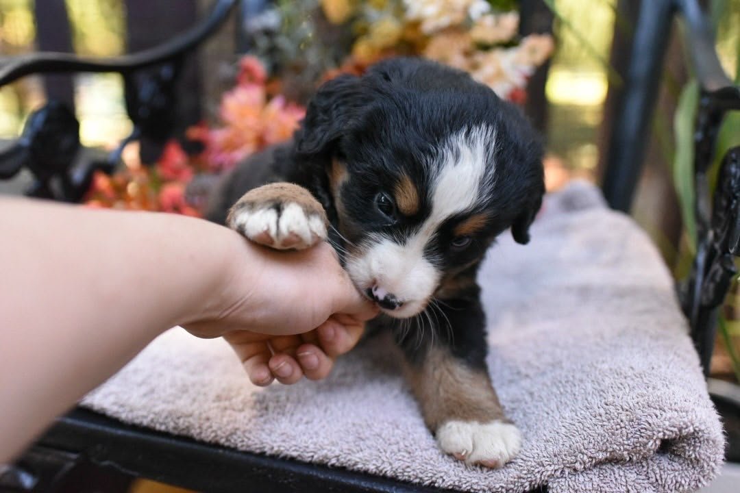 George Bernese Mountain Dog puppy photo 3