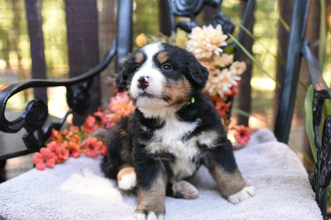 George Bernese Mountain Dog puppy photo 2