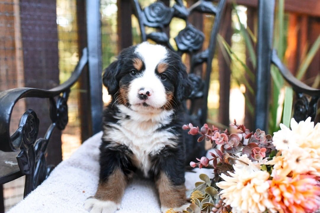 Revere Bernese Mountain Dog puppy photo 4