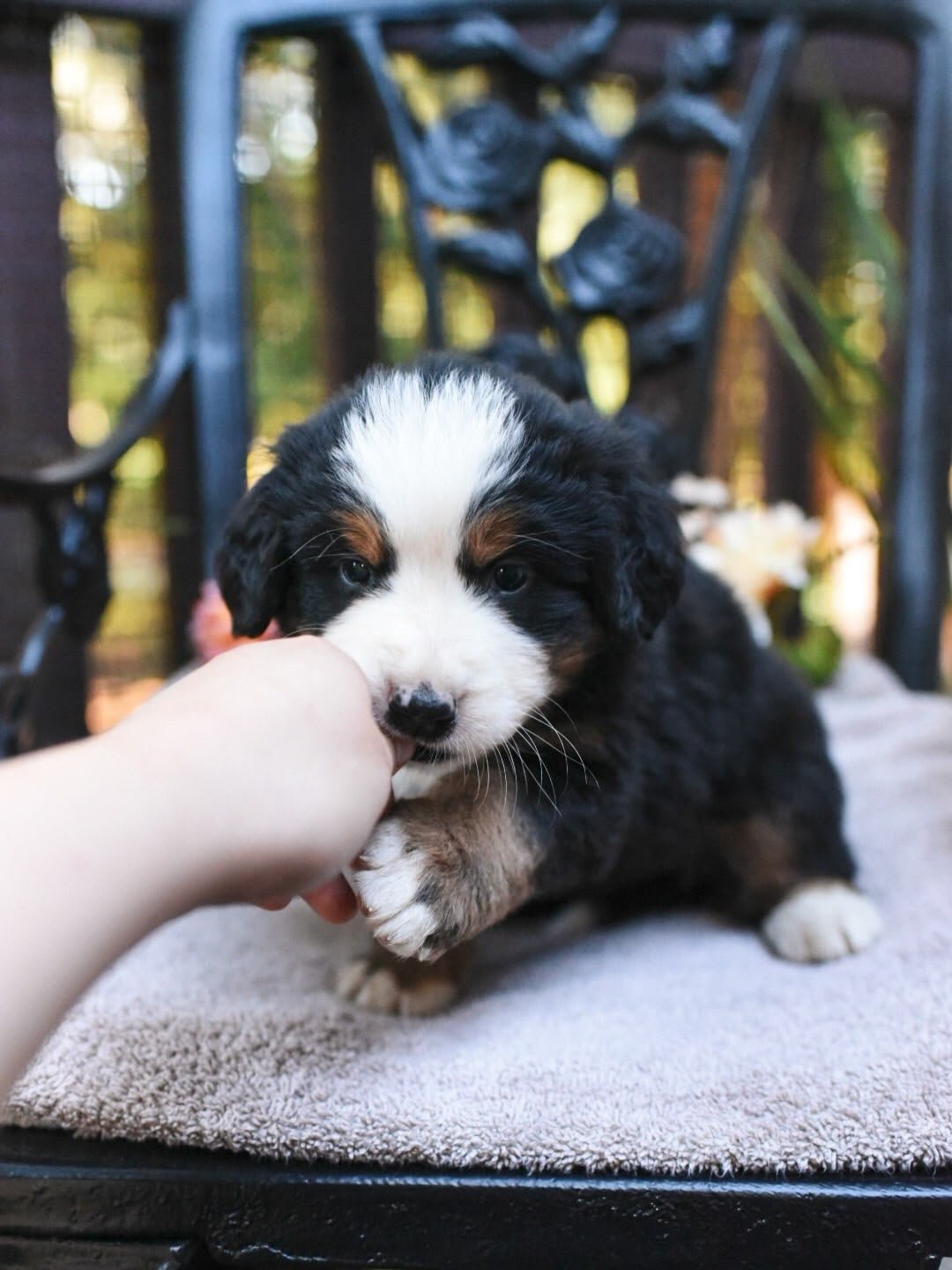 Revere Bernese Mountain Dog puppy photo 2