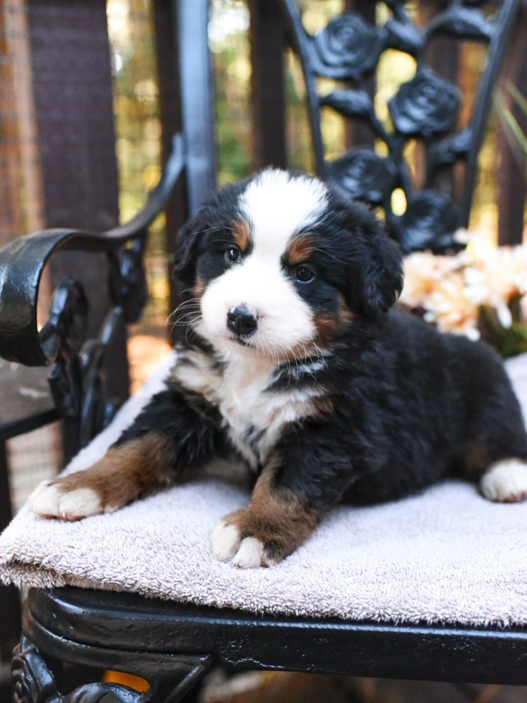 Revere Bernese Mountain Dog puppy photo 3