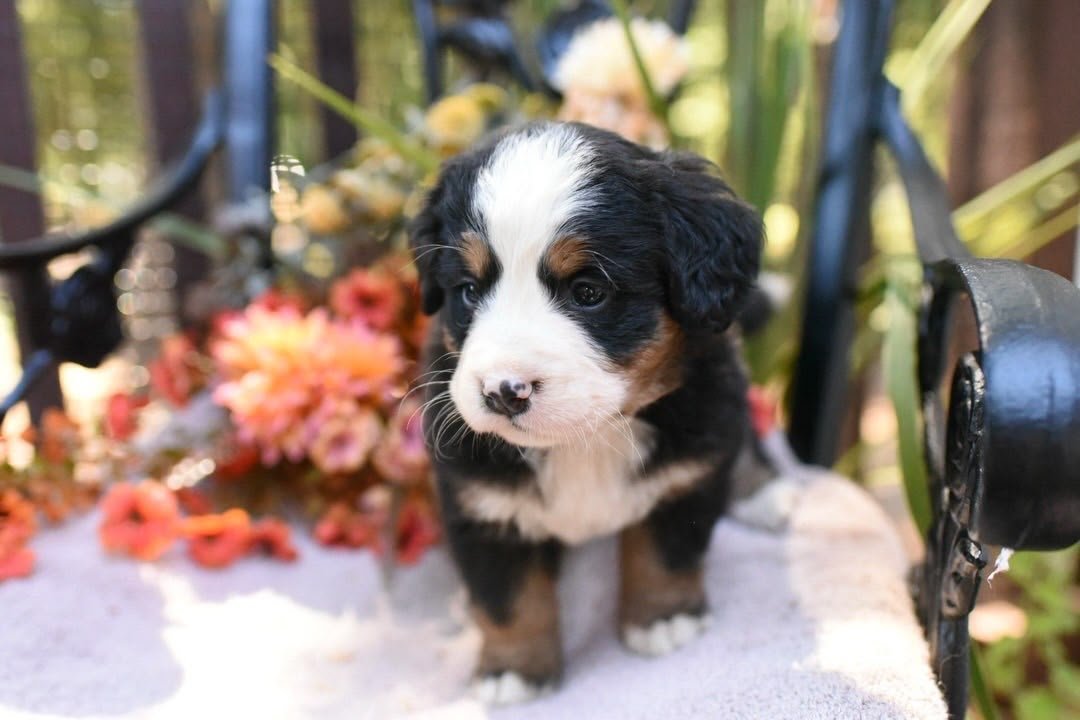 Abigail Bernese Mountain Dog puppy photo 4