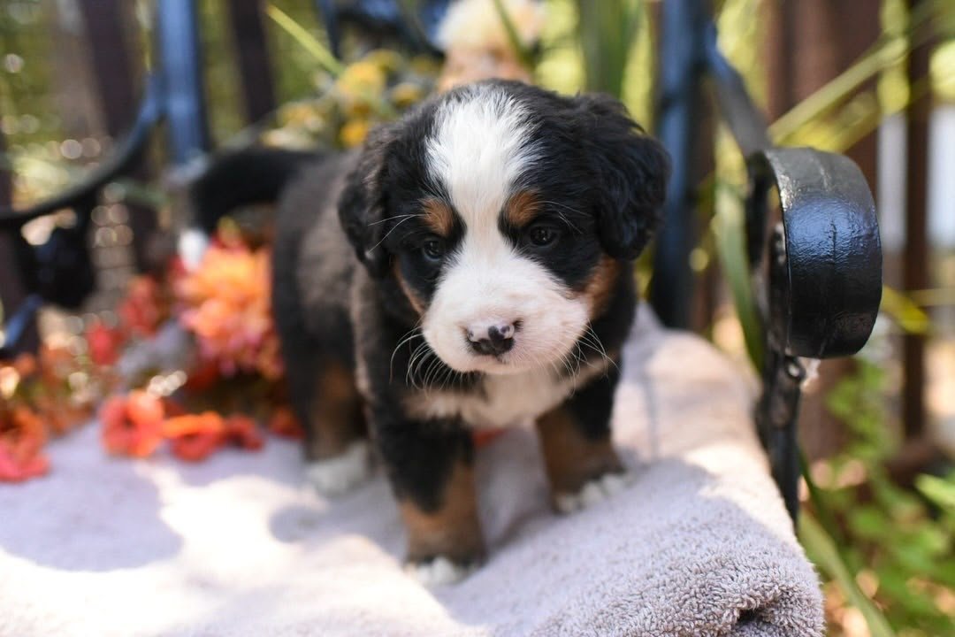 Abigail Bernese Mountain Dog puppy photo 2