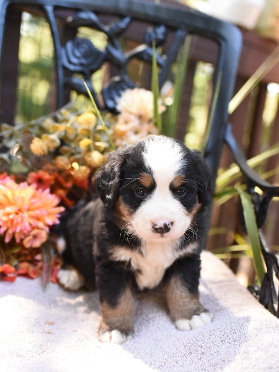 Abigail Bernese Mountain Dog puppy photo 3