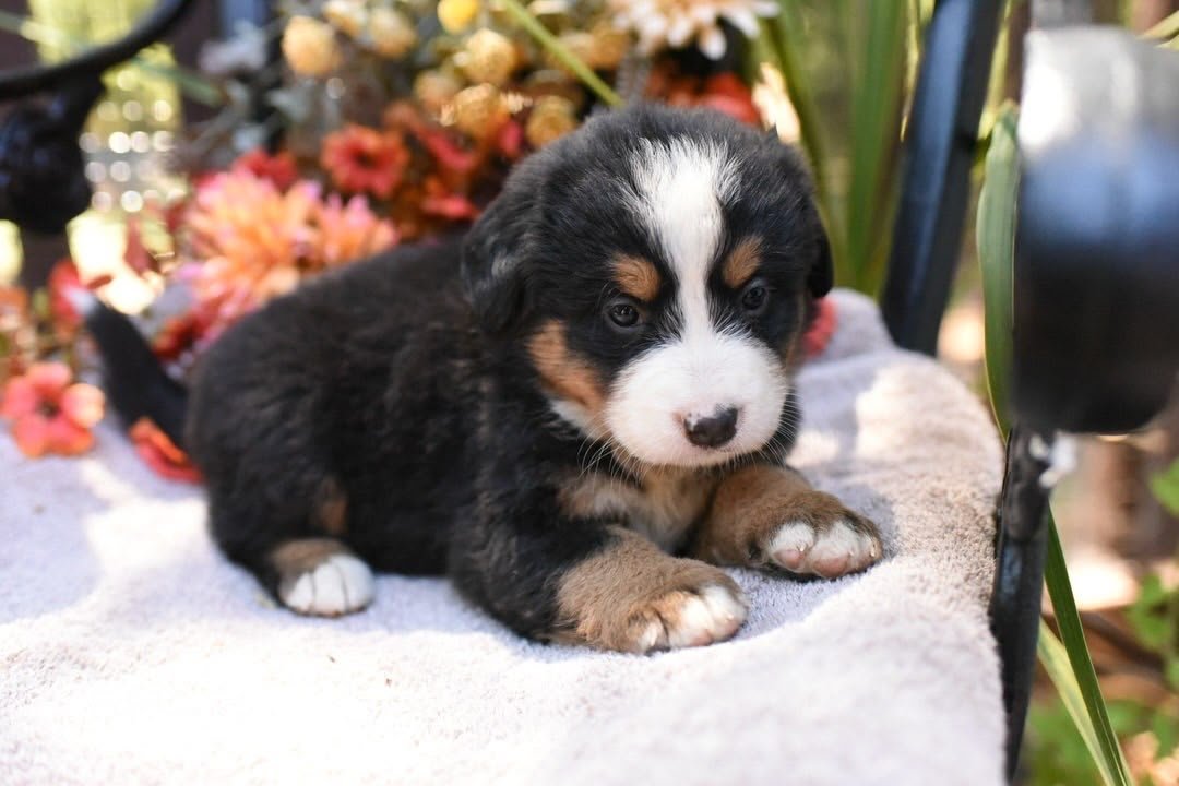 Martha Bernese Mountain Dog puppy photo 4