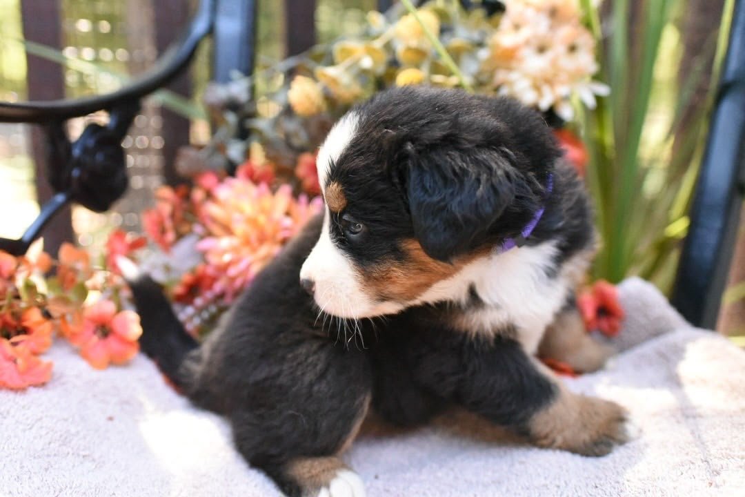 Martha Bernese Mountain Dog puppy photo 3