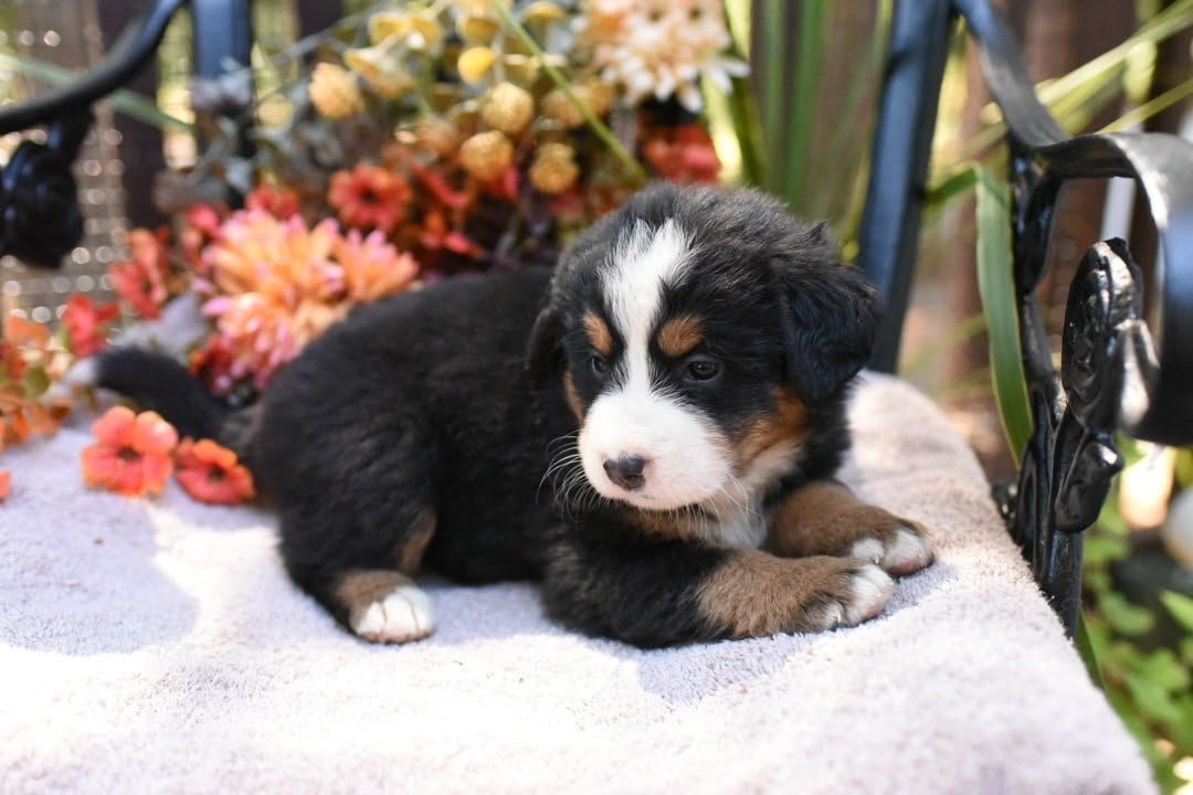Martha Bernese Mountain Dog puppy photo 2