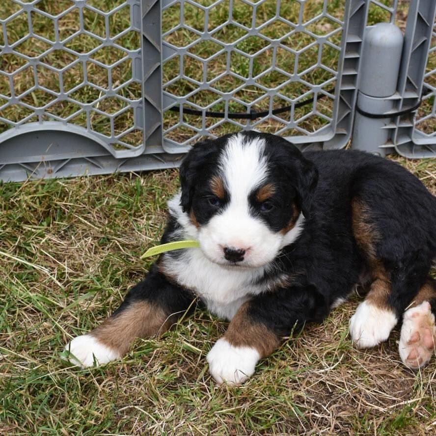 Neon Bernese Mountain Dog puppy photo 2