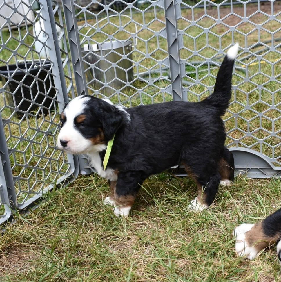 Neon Bernese Mountain Dog puppy photo 3