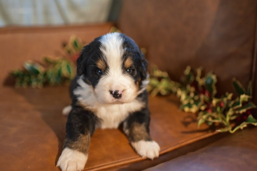 Everglade Bernese Mountain Dog puppy photo 4