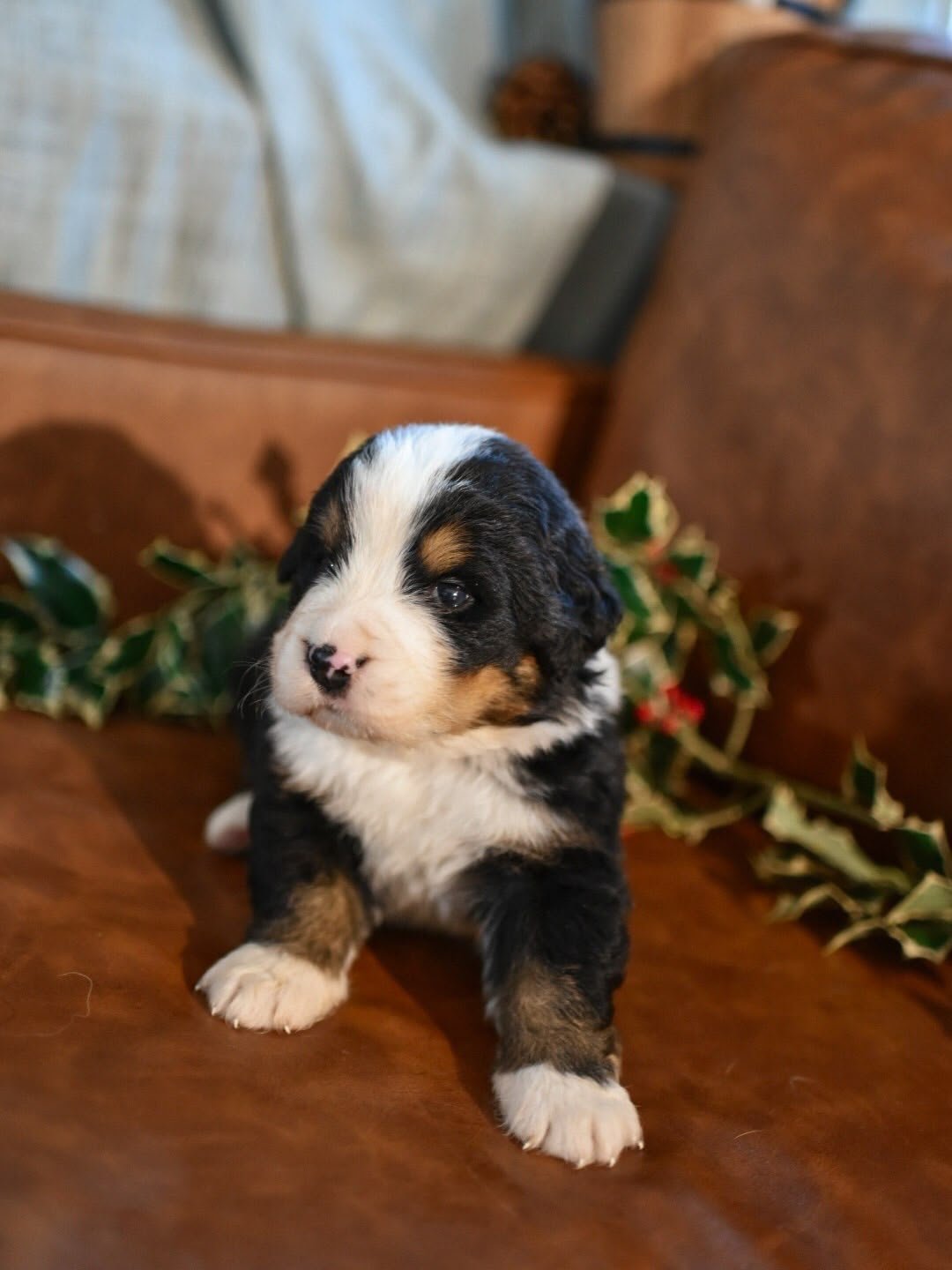 Everglade Bernese Mountain Dog puppy photo 2