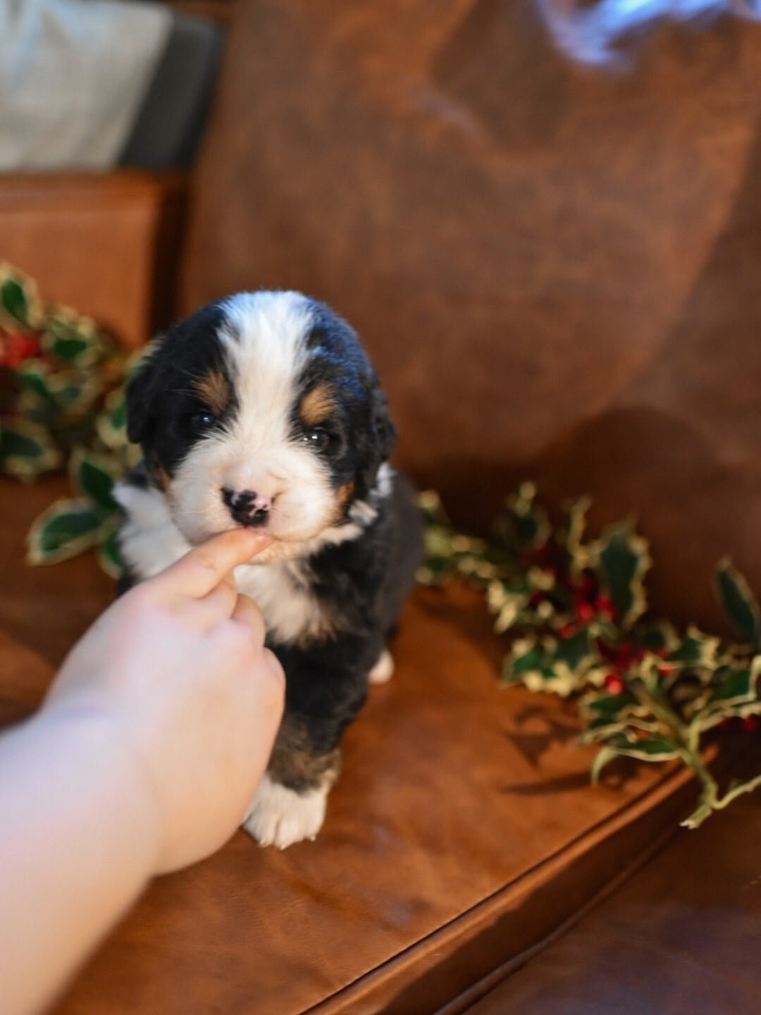Everglade Bernese Mountain Dog puppy photo 3